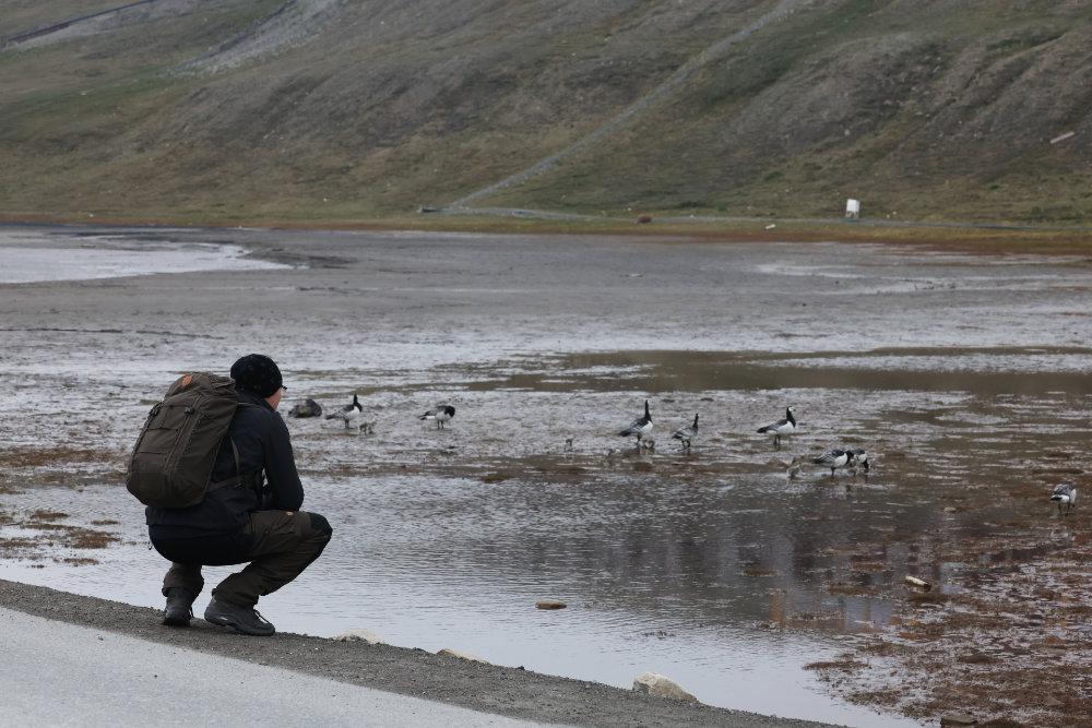Bernešky, bidrdwatching, Svalbard, polární liška