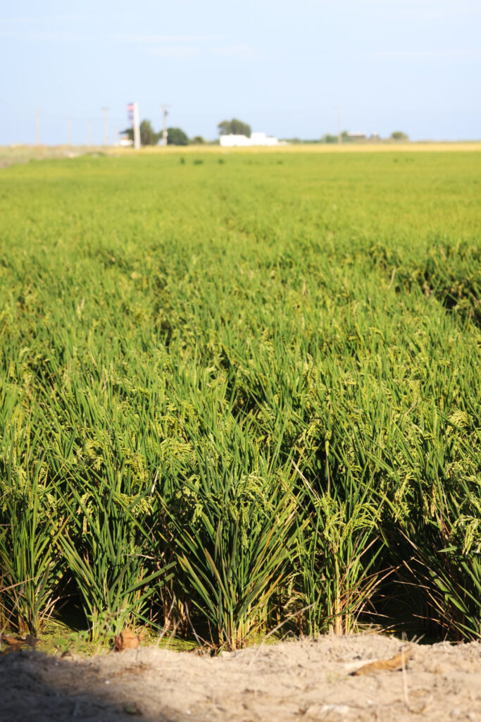 rýže ve Španělsku - delta Ebro je jí proslulá