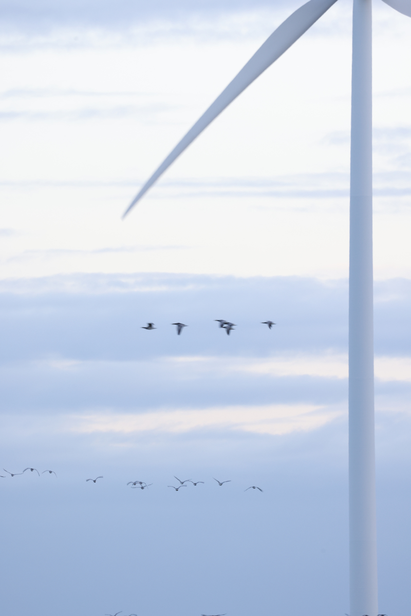 Větrné elektrárny Holandsko