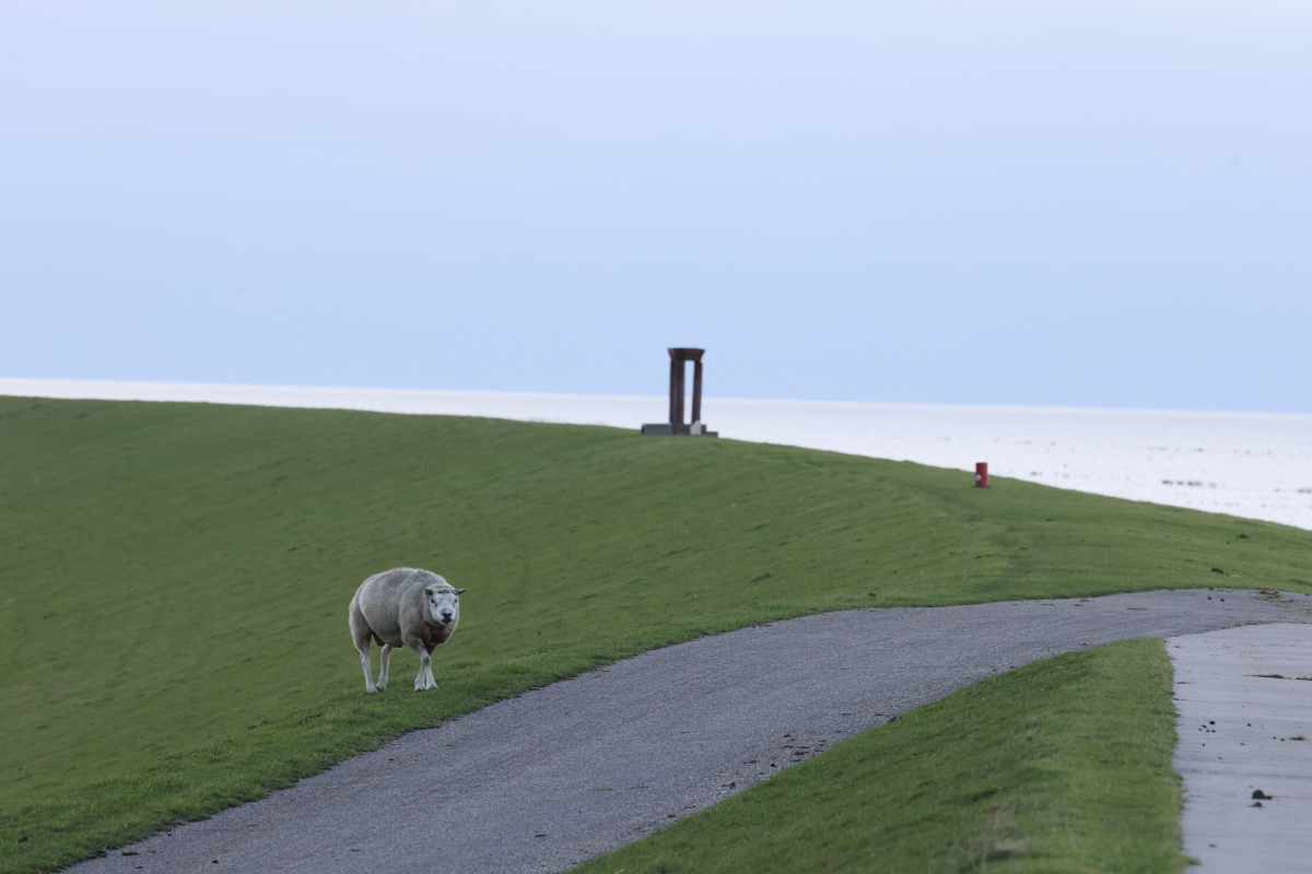 ovce v Holandsku